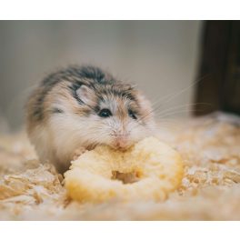 Kiegészítő eledel/Jutalomfalat
